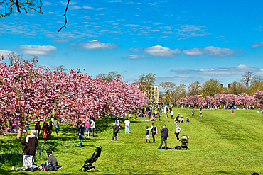 A vibrant scene of people enjoying a sunny day in a park with blooming pink trees, set against a bright blue sky with scattered clouds in Harrogate, Yorkshire, UK.