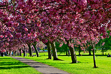 A park scene featuring a pathway lined with blooming cherry blossom trees in full pink bloom, with green grass and people enjoying the scenery in Harrogate, Yorkshire, UK.