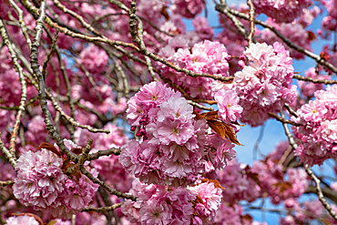 Close-up of pink cherry blossoms on branches against a partially visible blue sky in Harrogate, Yorkshire, UK.