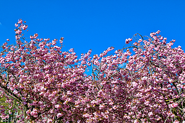 Abundant pink blossoms cover tree branches against a clear blue sky. Branches fill most of the frame in Harrogate, Yorkshire, UK.