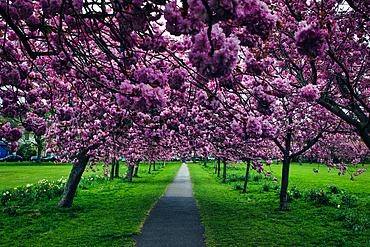 Path through park lined with flowering cherry trees. Pink blossoms create a canopy over green grass and walkway in Harrogate, UK
