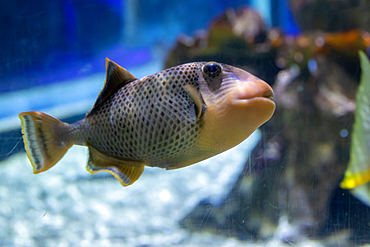 Close-up of a grey triggerfish with orange face and fins swimming in an aquarium with blue background.
