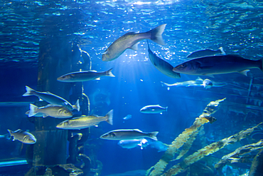 Underwater view of a school of silver fish swimming in a blue aquarium environment with simulated wreckage and filtered sunlight.