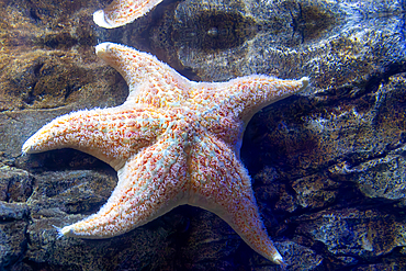 A starfish is positioned against a textured rock surface in an aquarium setting, showcasing its unique coloration and features.