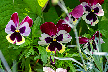 Close-up of several purple, white, and yellow pansy flowers surrounded by green leaves and stems.