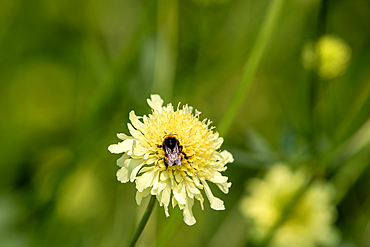 A bumblebee sits atop a light yellow Scabiosa flower, set against a soft, out-of-focus green background.