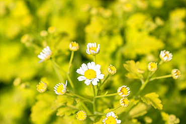 Close-up of daisy-like flowers with white petals and yellow centers, some in bloom, others as buds, against a soft green foliage background.