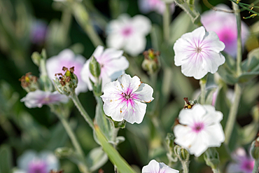 Close-up of white and pink flowers in a garden setting, with focus on a single flower in the foreground and other flowers in the background.