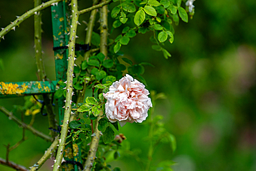Close-up of a pale pink rose blossom amidst thorny rose stems climbing a weathered green metal trellis, set against a blurred green background.
