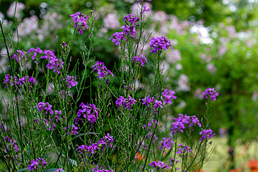 Close-up of purple dame's rocket flowers with green stems, with blurred background of foliage and pale pink blooms.