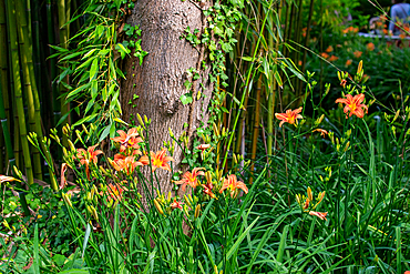 Close-up of orange daylilies in front of a tree trunk and bamboo stalks, with green foliage.