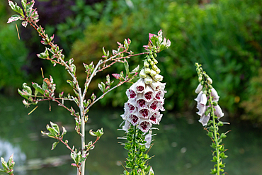 Close-up of white & purple foxgloves. Lush greenery and water in the background. A small branched tree on the left.