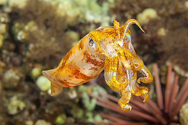 The oval squid (Sepioteuthis lessoniana), Hawaii, United States of America, Pacific, North America