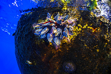 A group of goose barnacles (Lepas anatifera) attached to a buoy off the Big Island of Hawaii, United States of America, Pacific, North America