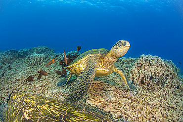 Green sea turtle getting its shell cleaned by goldring surgeonfish off Maui, Hawaii, United States of America, Pacific, North America