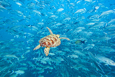 A female green sea turtle (Chelonia mydas), and schooling bigeye jacks (Caranx sexfasciatus), Malaysia, Southeast Asia, Asia