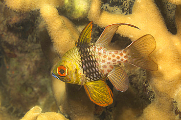 A pajama cardinalfish (Sphaeramia nematoptera) at night off the island of Yap, Micronesia, Pacific