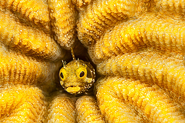 Spinyhead blenny (Acanthemblemaria spinosa), in hard coral, Bonaire, Caribbean, Central America