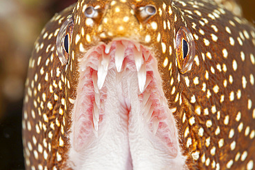 A close-up of the mouth of a whitemouth moray eel (Gymnothorax meleagris), showing its needle sharp teeth, United States of America, North America