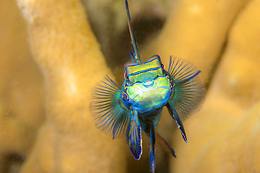 Mandarinfish (Synchiropus splendidus), Yap, Micronesia, Pacific