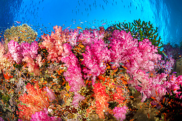 Alcyonaria coral with schooling anthias dominate this Fijian reef scene, Fiji, South Pacific, Pacific