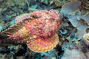 A stonefish (Synanceia verrucosa), Yap, Micronesia, Pacific