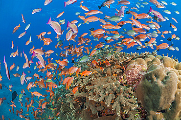 A hard coral reef along with schooling anthias and reef fish, Crystal Bay, Bali island, Indonesia, Southeast Asia, Asia