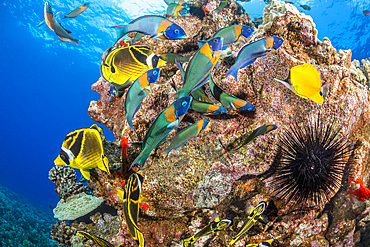 Raccoon butterflyfish (Chaetodon lunula) and saddle wrasse (Thalassoma duperrey), off the island of Lanai, Hawaii, United States of America, Pacific, North America