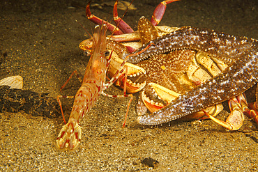 Scavenging sea stars and a humpback shrimp (Pandalus hypsinotus) working on the remains of a rock crab, Canada, North America