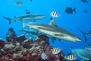 Blacktip reef sharks (Carcharhinus melanopterus), Yap, Micronesia, Pacific