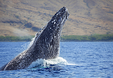 Breaching humpback whale (Megaptera novaeangliae), Hawaii, United States of America, Pacific, North America