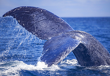 The tail of a humpback whale (Megaptera novaeangliae), off the coast of Lanai, Hawaii, United States of America, Pacific, North America