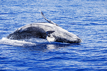 A young humpback whale calf testing out its leaping capabilities, Hawaii, United States of America, Pacific, North America