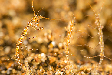 Tiny skeleton shrimp, Caprella sp., possibly Caprella linearis, Philippines, Southeast Asia, Asia