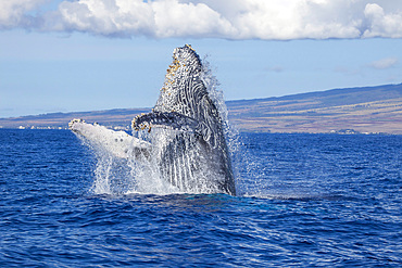 Breaching humpback whale (Megaptera novaeangliae), Hawaii, United States of America, Pacific, North America