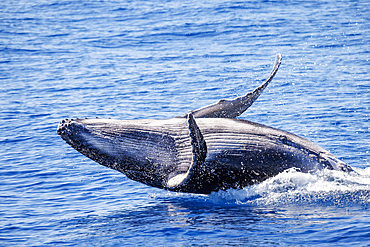 A breaching humpback whale calf (Megaptera novaeangliae), off Maui, Hawaii, United States of America, Pacific, North America