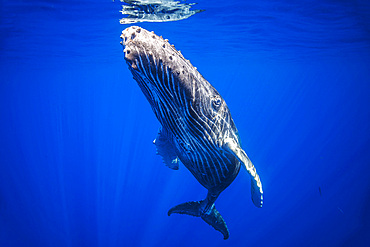 A young humpback whale (Megaptera novaeangliae), underwater, Hawaii, United States of America, Pacific, North America