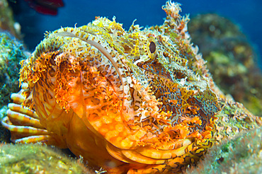Papuan scorpionfish lying on a reef, Kimbe Bay, Papua New Guinea, Pacific