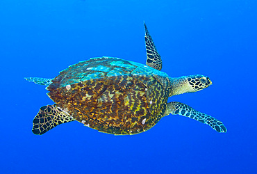 Hawksbill sea turtle, Kimbe Bay, Papua New Guinea, Pacific
