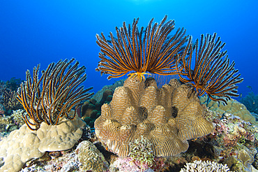 A gathering of crinoid feather stars, Papua New Guinea, Pacific