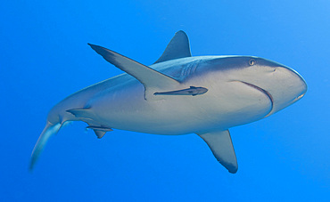 Gray reef shark with remora, Papua New Guinea, Pacific