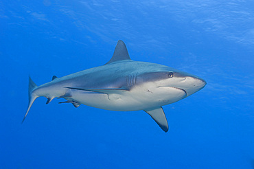 Gray reef shark, Papua New Guinea, Pacific