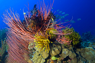 A colony of red whip fan corals with crinoids, Papua New Guinea, Pacific