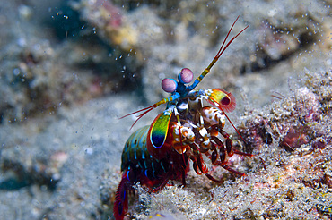 Close-up view of a Mantis Shrimp, Papua New Guinea, Pacific