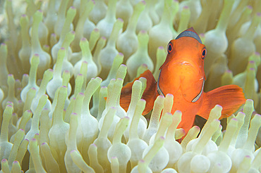 Spinecheek anemonefish in anemone, Papua New Guinea, Pacific