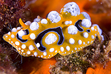 Nudibranch on coral, Papua New Guinea, Pacific