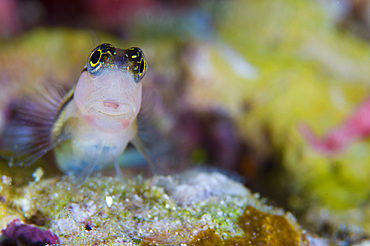 Striped blenny perched on rock, Solomon Islands, South Pacific, Pacific