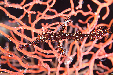 A black and yellow ornate ghost pipefish (Solenostomus paradoxus) pictured against coral, Russell Islands, Solomon Islands, South Pacific, Pacific