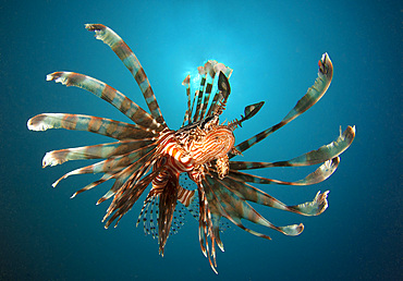 Close-up view of a lionfish (Pterois volitans), Gorontalo, Indonesia, Southeast Asia, Asia