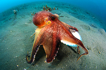 A Coconut Octopus (Amphioctopus marginatus), a species that gathers coconut and mollusk shells for shelter, Lembeh Strait, Sulawesi, Indonesia, Southeast Asia, Asia